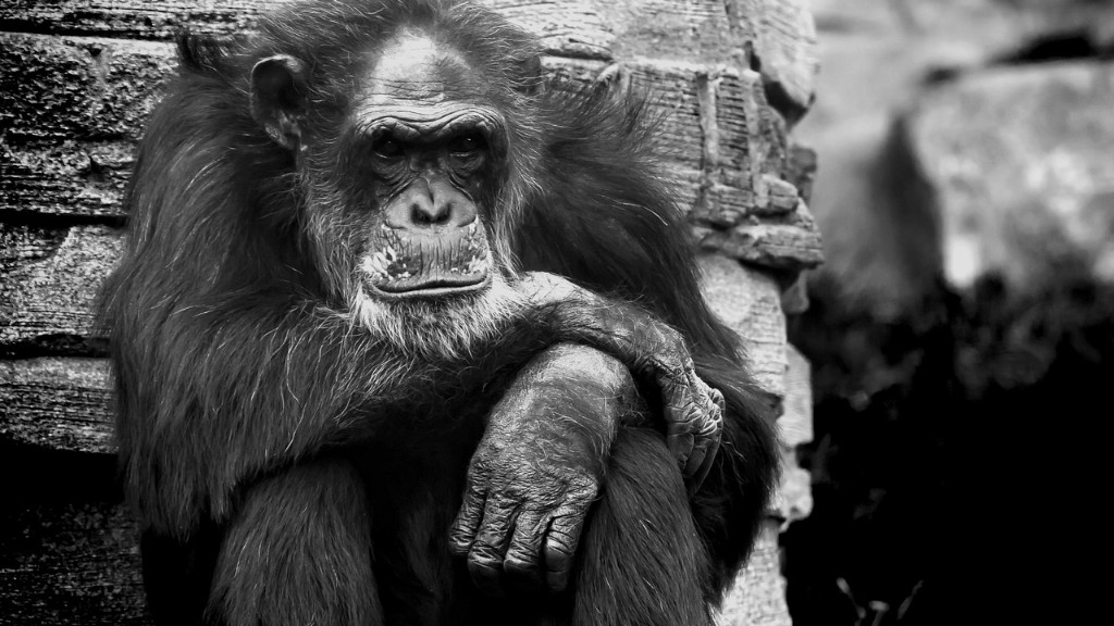 האם לפיקאסו היה שימפנזה?