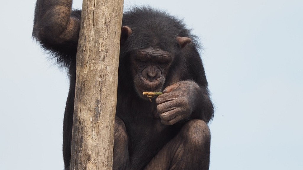 איך לעשות שימפנזה מחימר