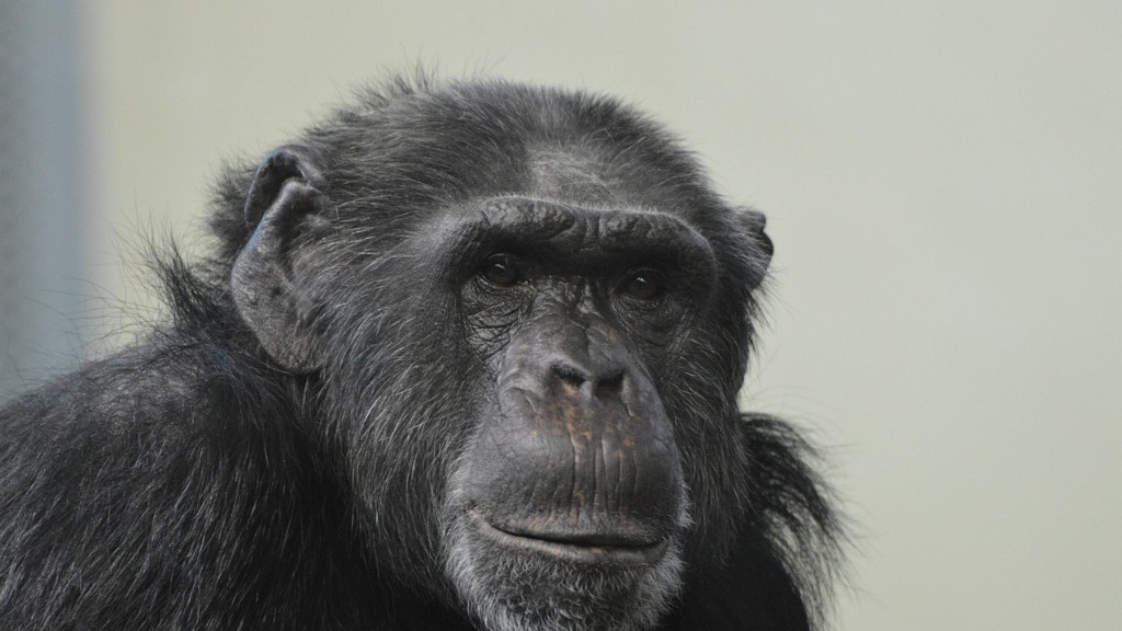 האם לבני אדם יש דנ"א של שימפנזה
