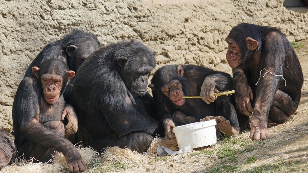 איך שימפנזה אוכל בננה