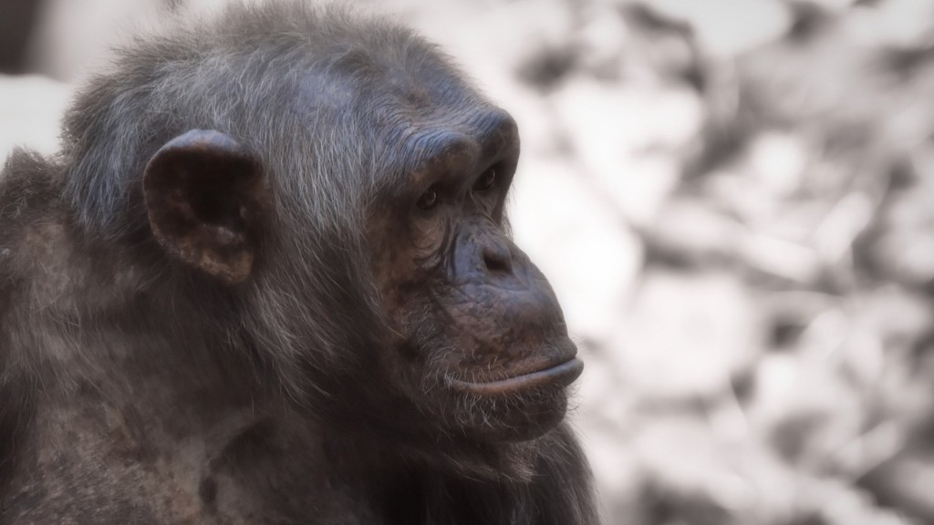 מדוע שימפנזה בסכנת הכחדה