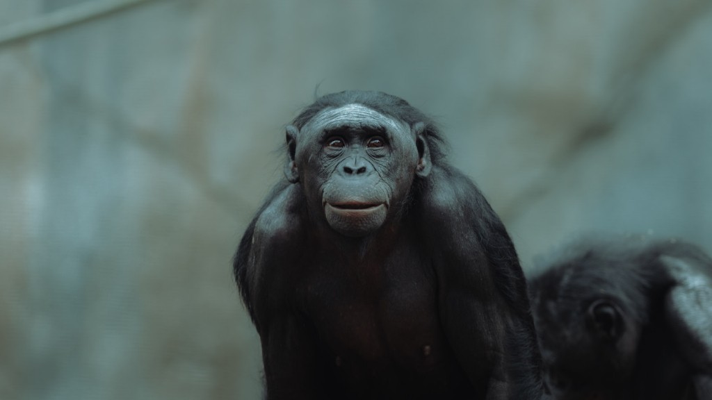 מה הכי מאיים על השימפנזה